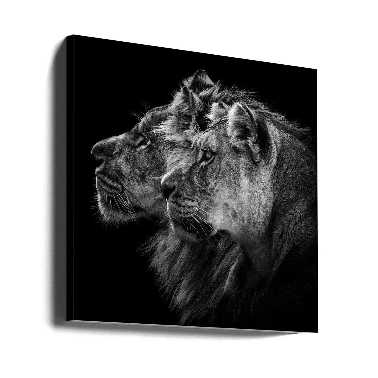 Lion and lioness portrait Square 24x24 Canvas - Corporate Office Art